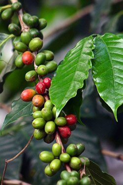 Arabica coffee