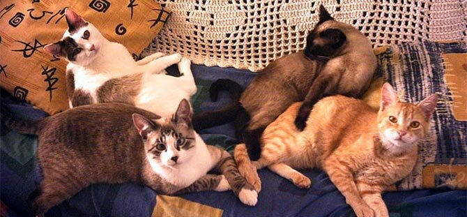 Cats