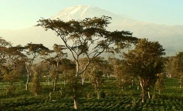 Tanzania Coffee