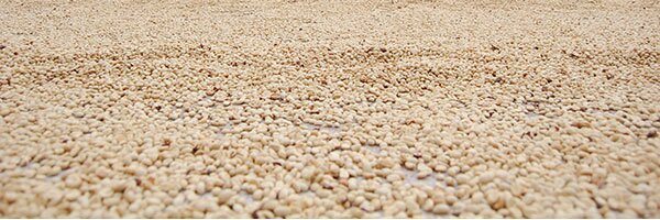Bed of coffee beans Bed of coffee beans