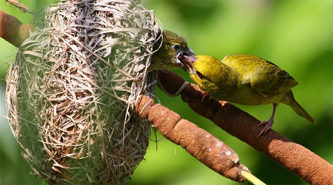 Yellow Bird