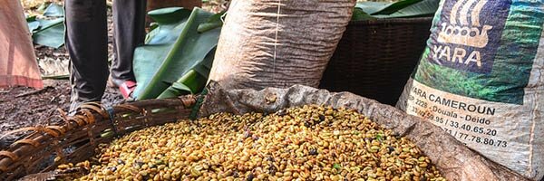 Coffee harvest in Cameroon