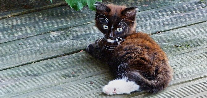 cat