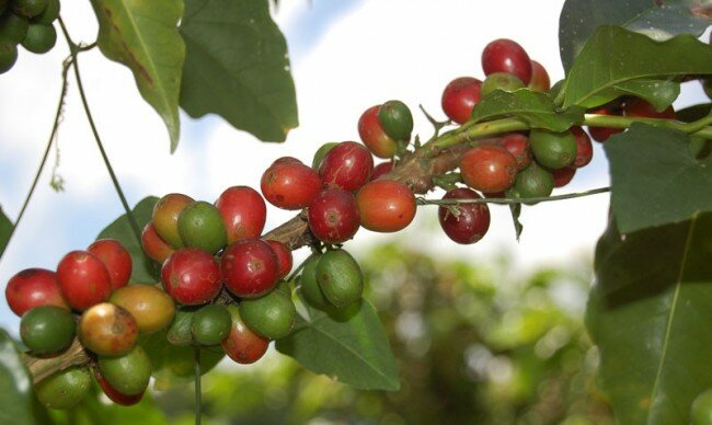 coffee "cherries"
