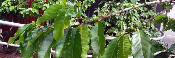 Coffee plant