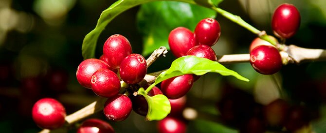 coffee plant