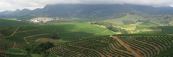 Coffee thieves strike in Vietnam coffee-plantation-wikicommons