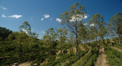 coffee plantation