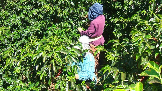 coffee plants