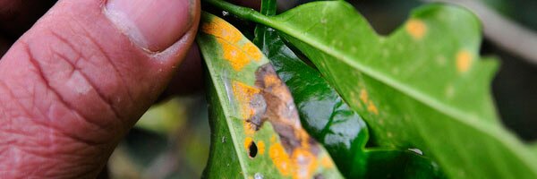 Coffee rust