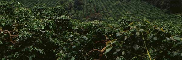 Coffee Tanzania