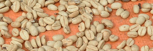 Vietnamese coffee production set to drop Vietnamese coffee production set to drop