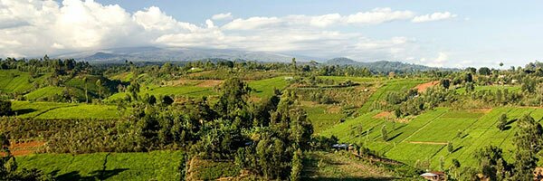 Kenyan fields