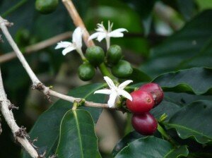 Kona coffee