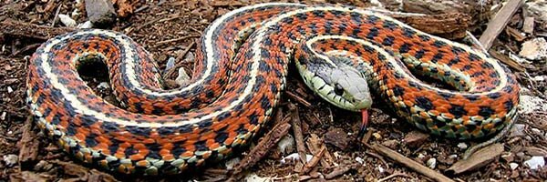 mfgartersnake