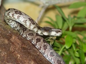 rat snake